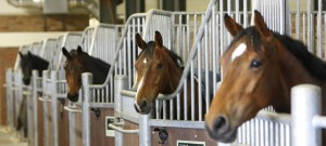 Manege Drenthe, aan de rand van Assen met restaurant