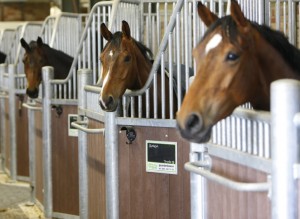 Manege Drenthe, aan de rand van Assen met restaurant