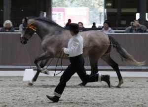 Manege Drenthe, aan de rand van Assen met restaurant