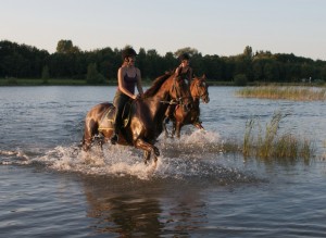 Manege Drenthe, aan de rand van Assen met restaurant