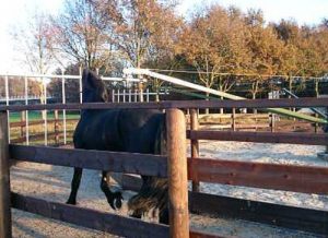 Manege Drenthe, aan de rand van Assen met restaurant